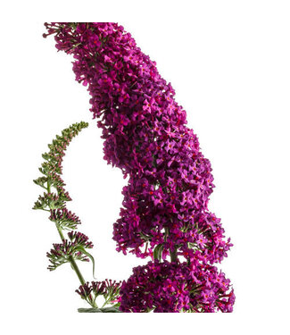 Proven Winner Buddleia Butterfly Bush Miss Molly PW 3gal