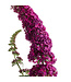 Proven Winner Buddleia Butterfly Bush Miss Molly PW 3gal