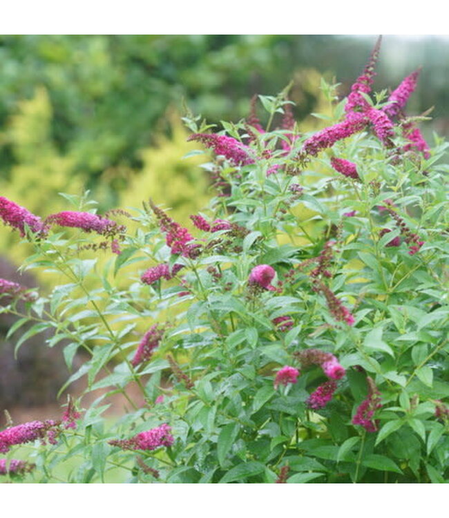 Proven Winner Buddleia Butterfly Bush Miss Molly PW 3gal