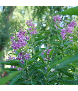 Proven Winner Desert Orchid El Nino PW 3G