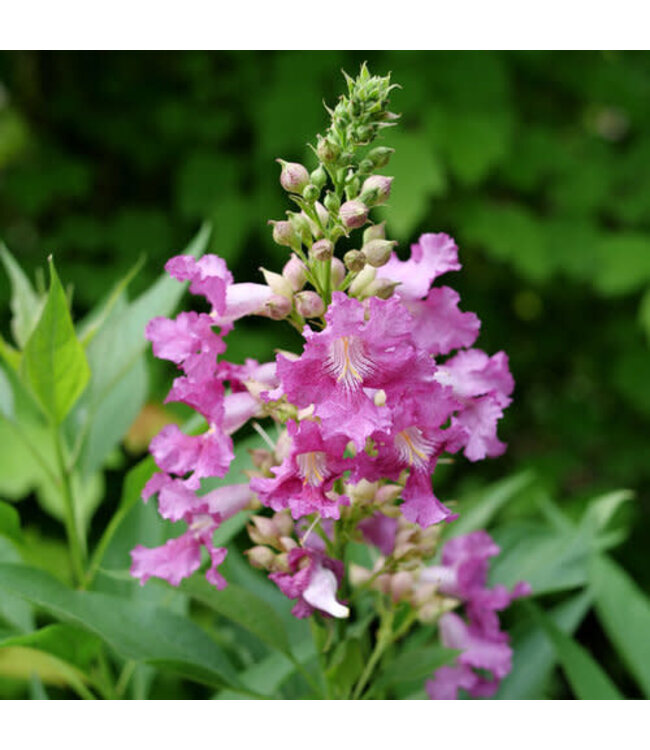 Proven Winner Desert Orchid El Nino PW 3G