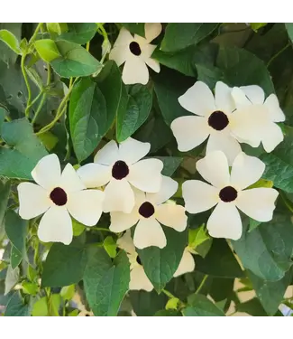 Proven Winner Thunbergia (Black-eyed Susan Vine)  Coconut A-Peel 1G PW