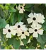 Proven Winner Thunbergia (Black-eyed Susan Vine)  Coconut A-Peel 1G PW