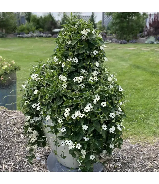 Proven Winner Thunbergia (Black-eyed Susan Vine)  Coconut A-Peel 1G PW