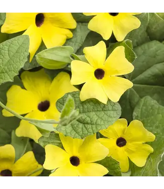 Proven Winner Thunbergia (Black-eyed Susan Vine)  Lemon A-Peel 1G PW
