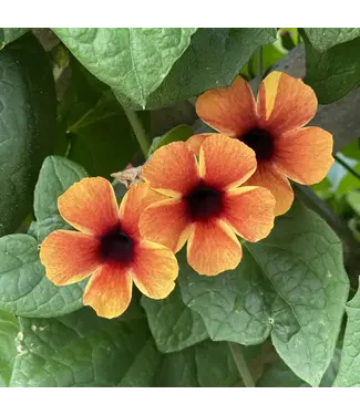 Proven Winner Thunbergia (Black-eyed Susan Vine)  Tangerine A-Peel 1G PW