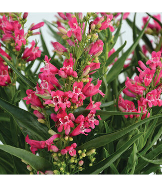 Proven Winner Penstemon Rock Candy Ruby 4.25in