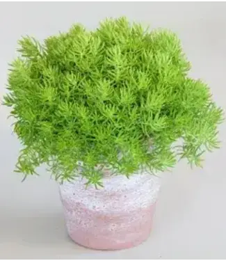 Sedum Lemon Ball 4 1/4"