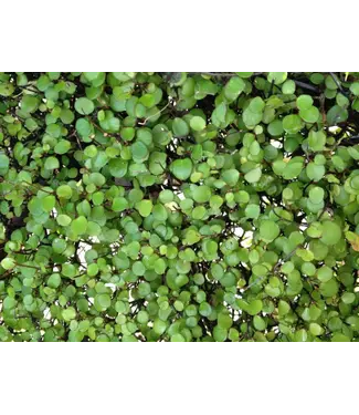 Creeping Wire Vine 4 1/4"