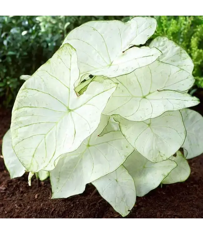 Caladium, Florida Moonlight  4.25