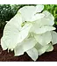 Caladium, Florida Moonlight  4.25
