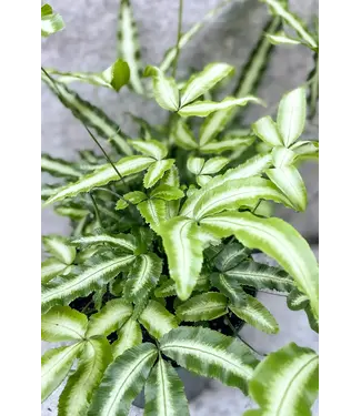 Fern, Ribbon 'Albolineata' 4.25"