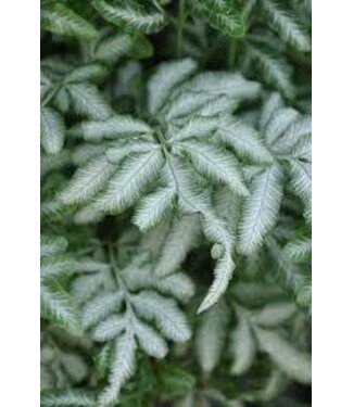 Fern, Silver Lace 4"
