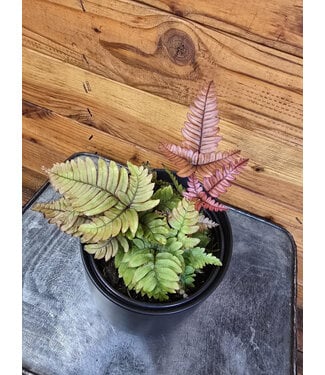 Fern, Tricolor 4.25"