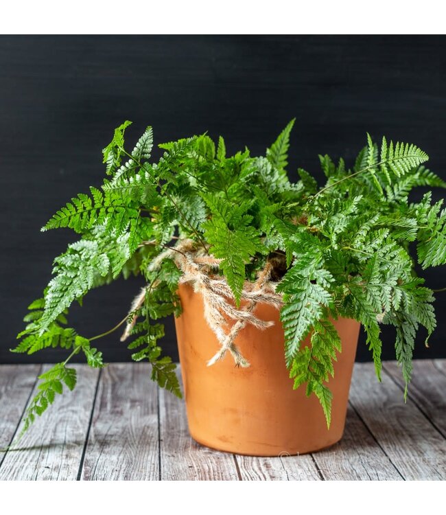 Fern, White Rabbit's Foot 4.25"