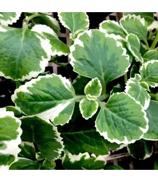 Tri-Variegated Cuban Oregano 4.25"