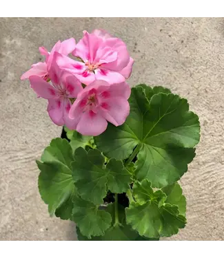 Geranium Americana Pink 5.25"
