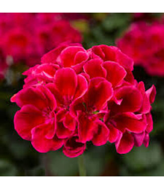 Geranium, Calliope M Crimson Flame 5 1/2"