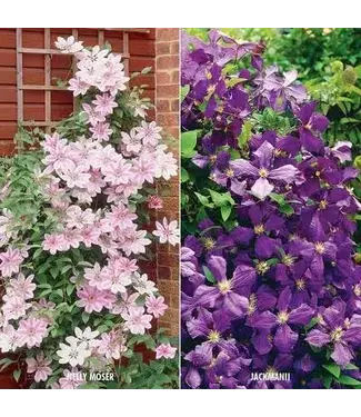 Clematis Asst. 6"