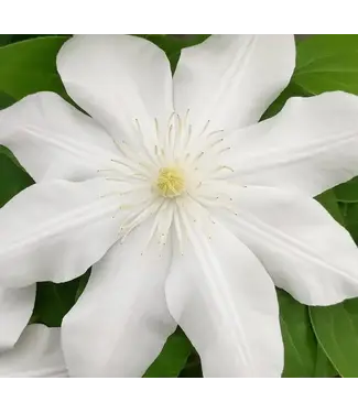 Clematis Madame Le Coultre White 6"