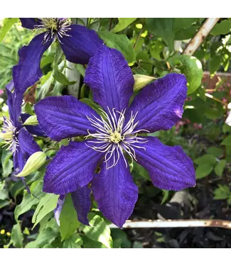 Clematis The President Royal Blue 6"