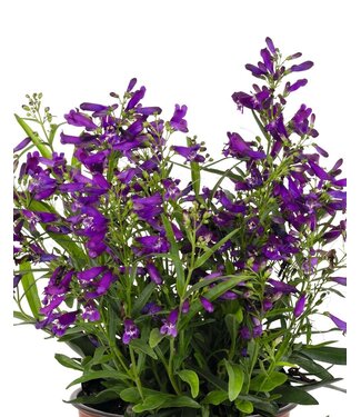 Penstemon Pristine Nightshade 6"