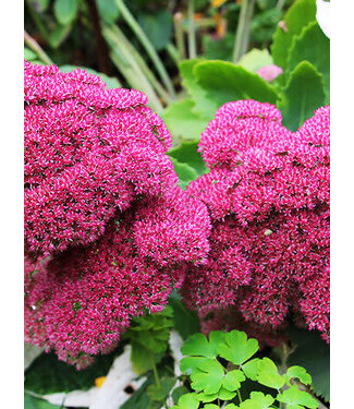 Sedum, Autumn Joy 6"