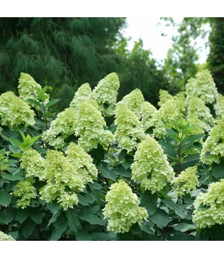 Hydrangea LIMELIGHT PRIME 3G