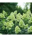 Hydrangea LIMELIGHT PRIME 3G
