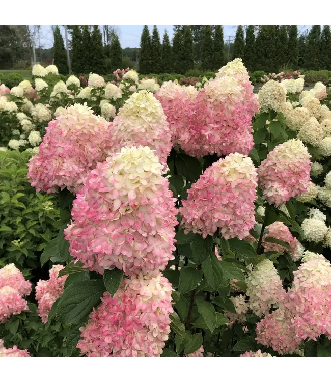 Hydrangea LIMELIGHT PRIME 3G
