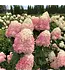 Hydrangea LIMELIGHT PRIME 3G