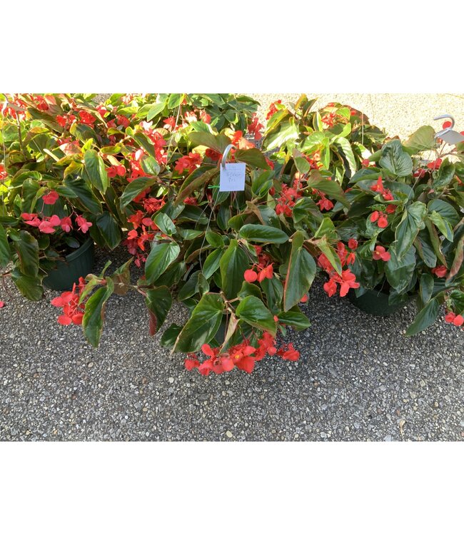 Proven Winner HB Premium Mixed Hanging Basket 10" PW