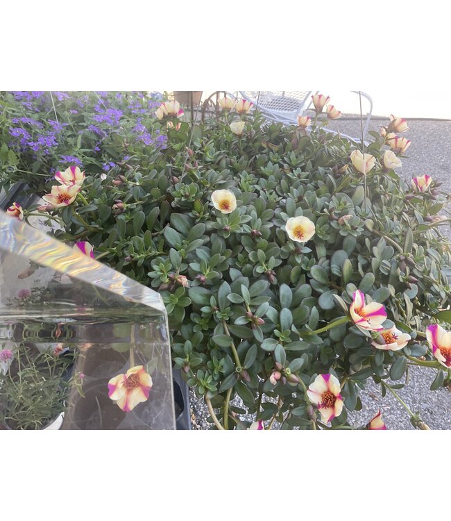 Proven Winner HB Premium Mixed Hanging Basket 10" PW