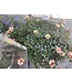 Proven Winner HB Premium Mixed Hanging Basket 10" PW