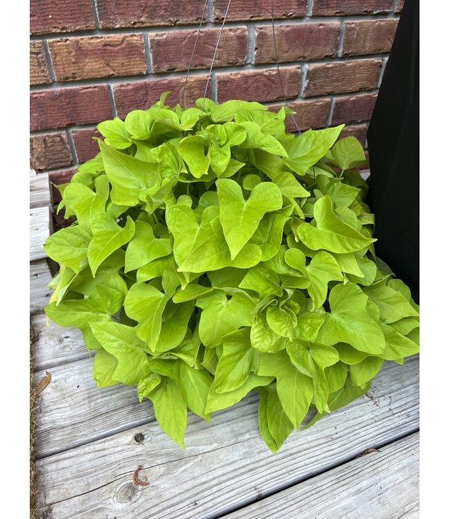 Proven Winner HB Premium Mixed Hanging Basket 10" PW