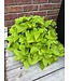 Proven Winner HB Premium Mixed Hanging Basket 10" PW