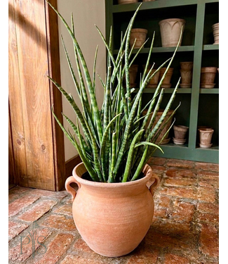 Sansevieria-Fernwood 10 24-30"