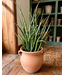 Sansevieria-Fernwood 10 24-30"