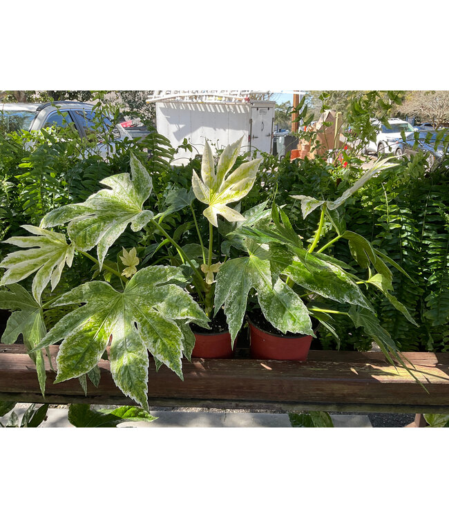 The Plant Shoppe FATSIA 'SPIDER'S WEB' # 3