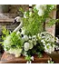 The Plant Shoppe Swan Container