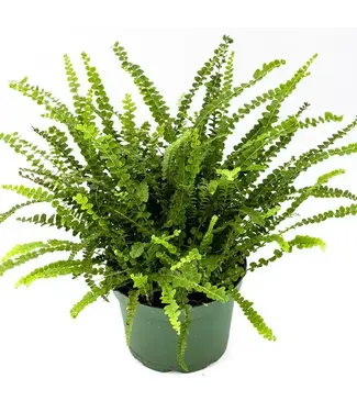 Fern Lemon Button Standard 6"