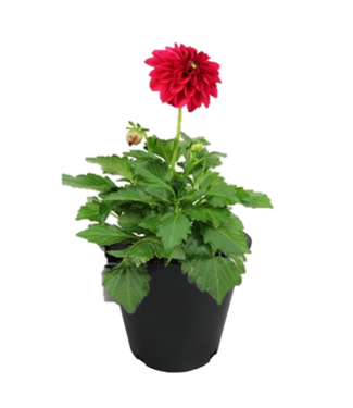 Dahlia 4"