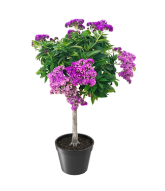 Heliotrope Standard 7.5"