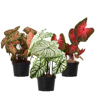 Caladium 6"