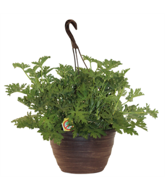 Citrosa 10" HB