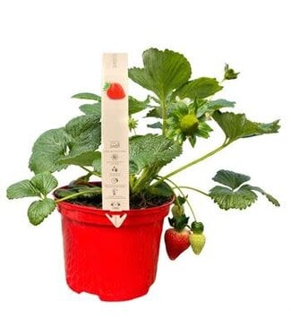 Strawberry 6"
