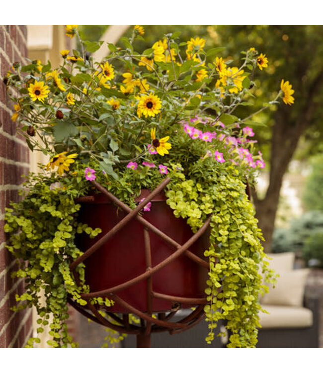 Proven Winner Lysimachia Creeping Jenny 'Goldilocks' 1Q PW
