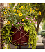 Proven Winner Lysimachia Creeping Jenny 'Goldilocks' 1Q PW