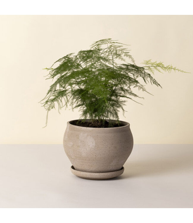 Delphi RAW Grey LOW set  24cm (6.7" H)