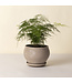 Delphi RAW Grey LOW set  24cm (6.7" H)